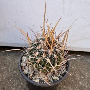Stenocactus