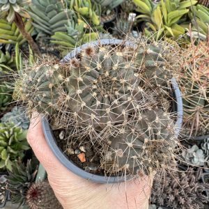 Lobivia cactus - deschide pentru a vedea floarea in galerie