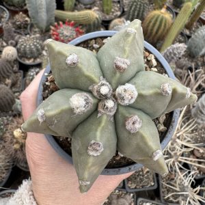 Astrophytum miriostygma nudum 6 coaste