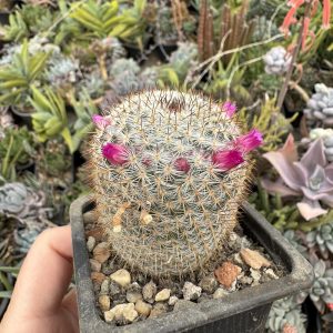 Mammillaria cactus (tip rodantha)