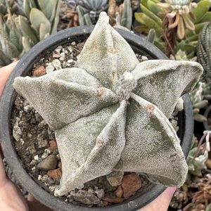 Astrophytum hibrid - design special