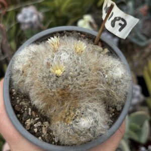 Mammillaria bocasana cactus lastarit