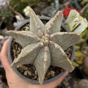 Astrophytum miriostygma 7 coaste