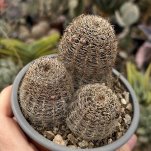 Lobivia cactus
