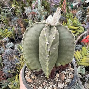 Astrophytum nudum cactus
