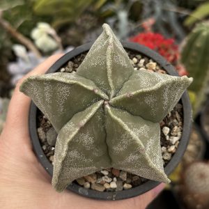 Astrophytum miriostygma hibrid