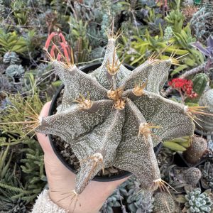 Astrophytum ornatum hibrid 7 coaste