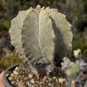 Astrophytum hibrid 7 coaste cactus