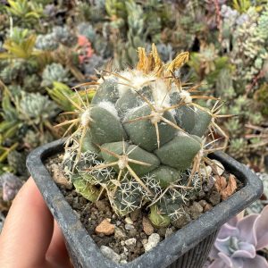 Coryphantha cactus