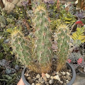 Echinocereus brandengeei - cactus