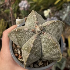 Astrophytum cactus UNICAT