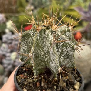 Astrophytum ornatum