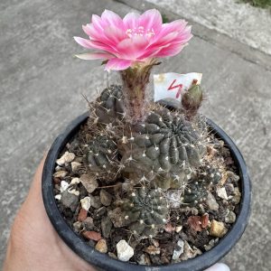 Lobivia cactus
