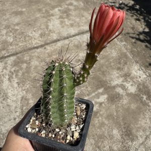 Echinocereus salm-dyckianus cactus