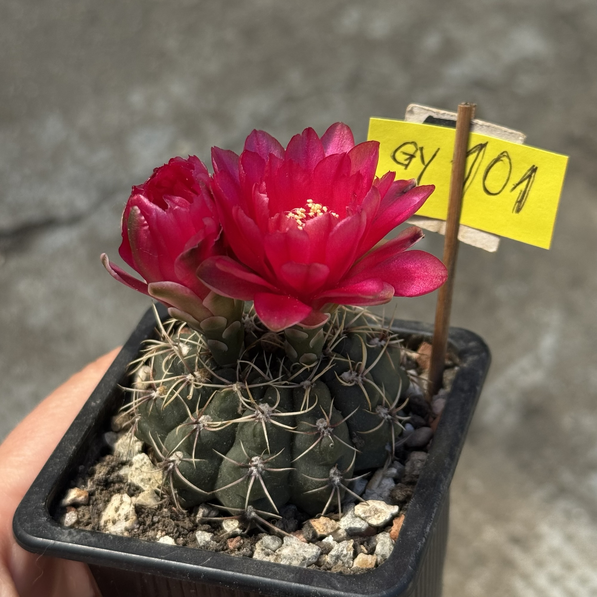 Gymnocalycium baldianum #101 - imagine 3