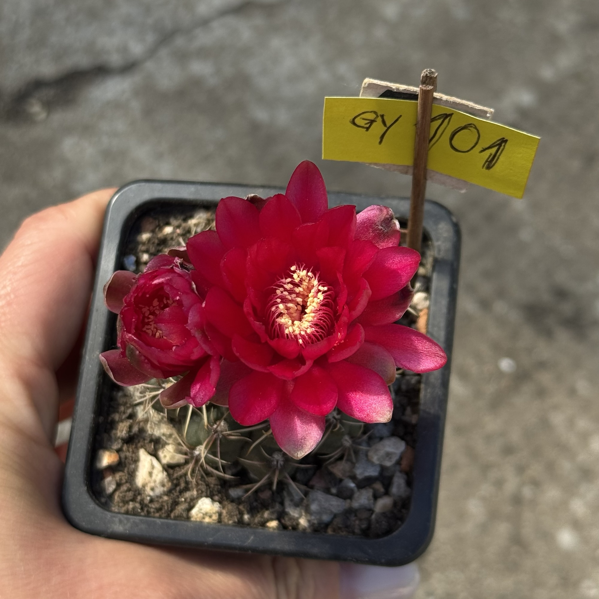Gymnocalycium baldianum #101 - imagine 2