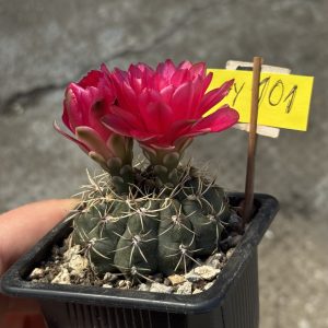 Gymnocalycium baldianum #101