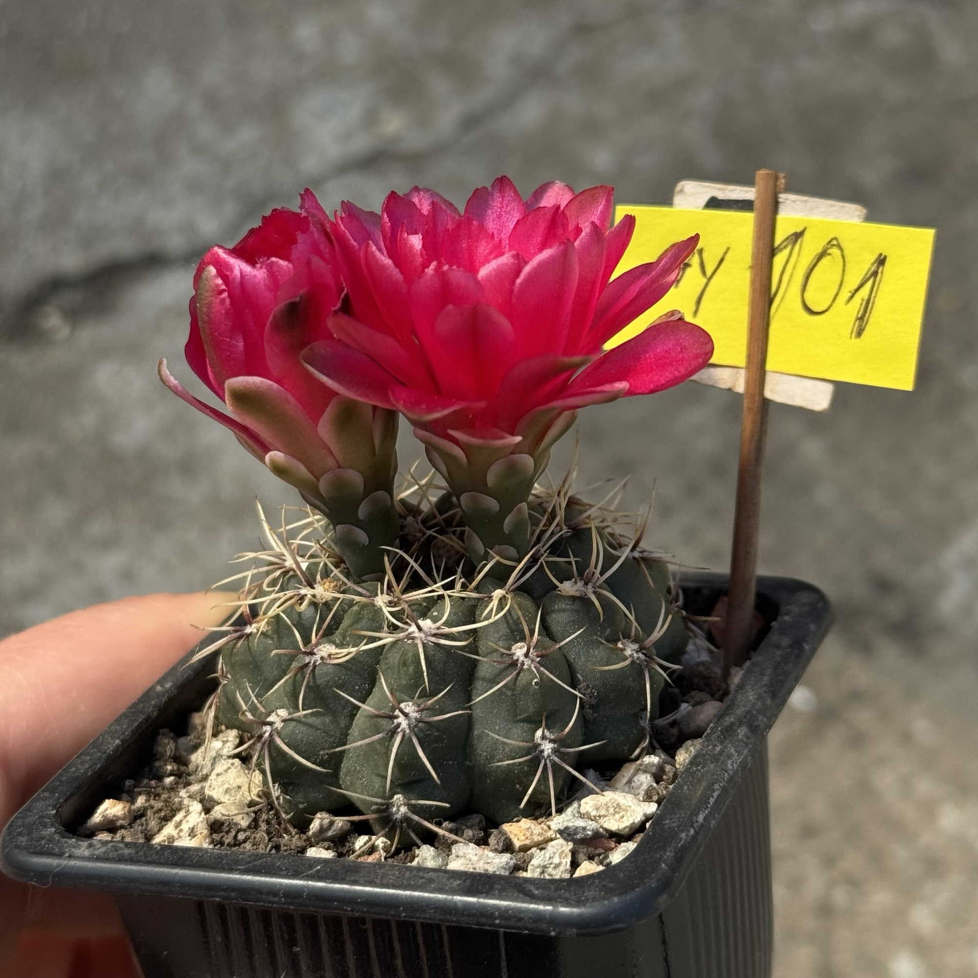 Gymnocalycium baldianum #101