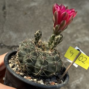 Gymnocalycium baldianum cactus #102
