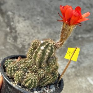 Lobivia chamae cactus