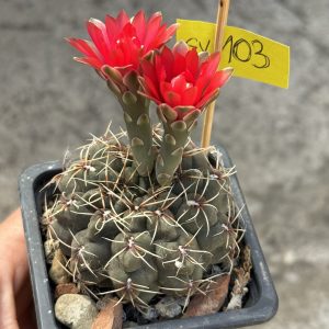 Gymnocalycium baldianum cactus #103