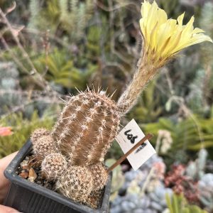 Lobivia cylindrica #lob 1