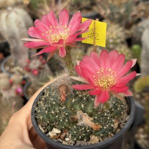 Lobivia hibrid