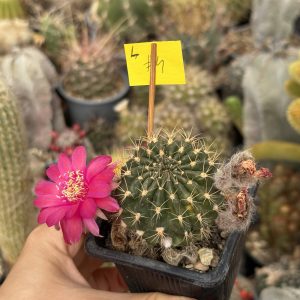 Lobivia cactus