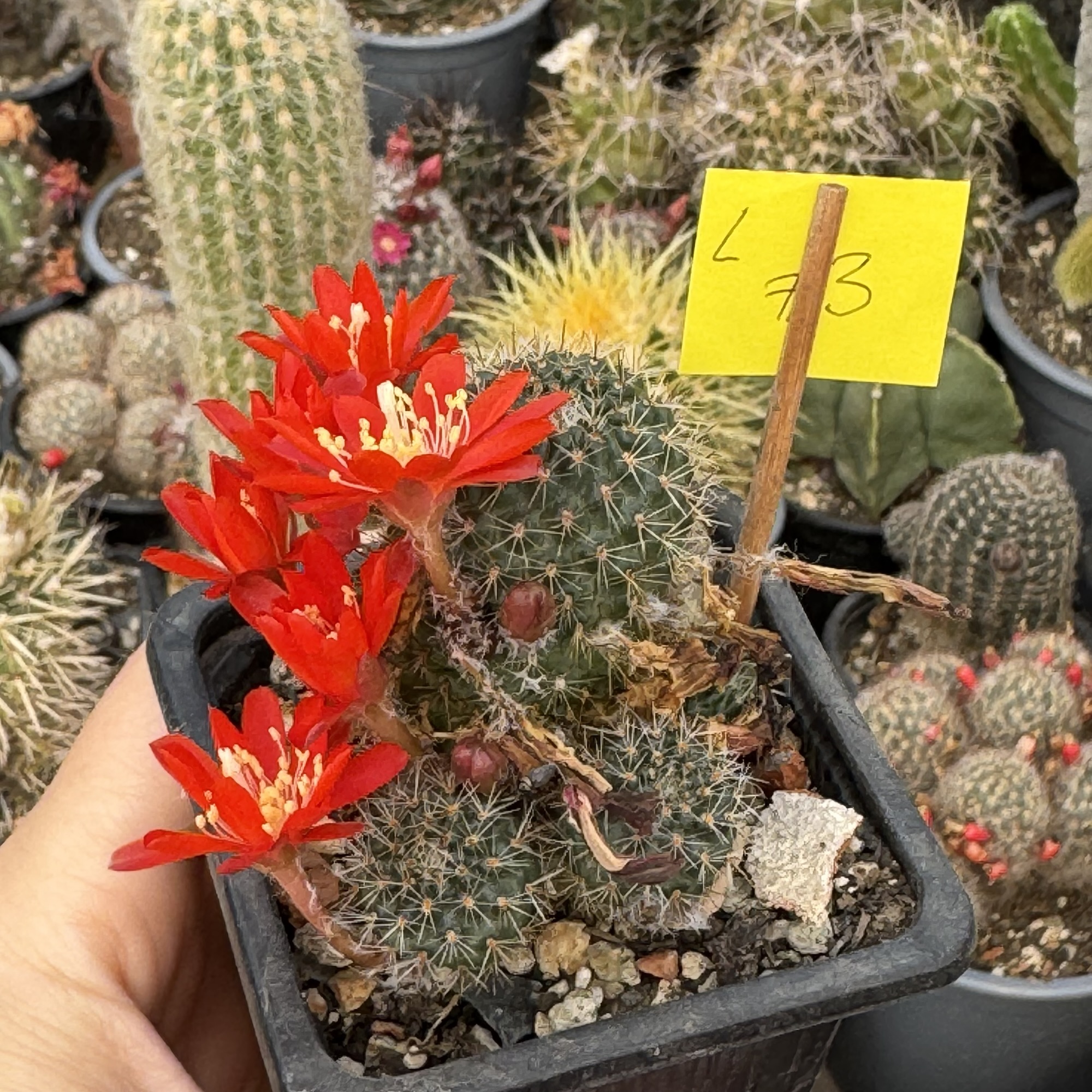 Aylostera cayasensis cactus