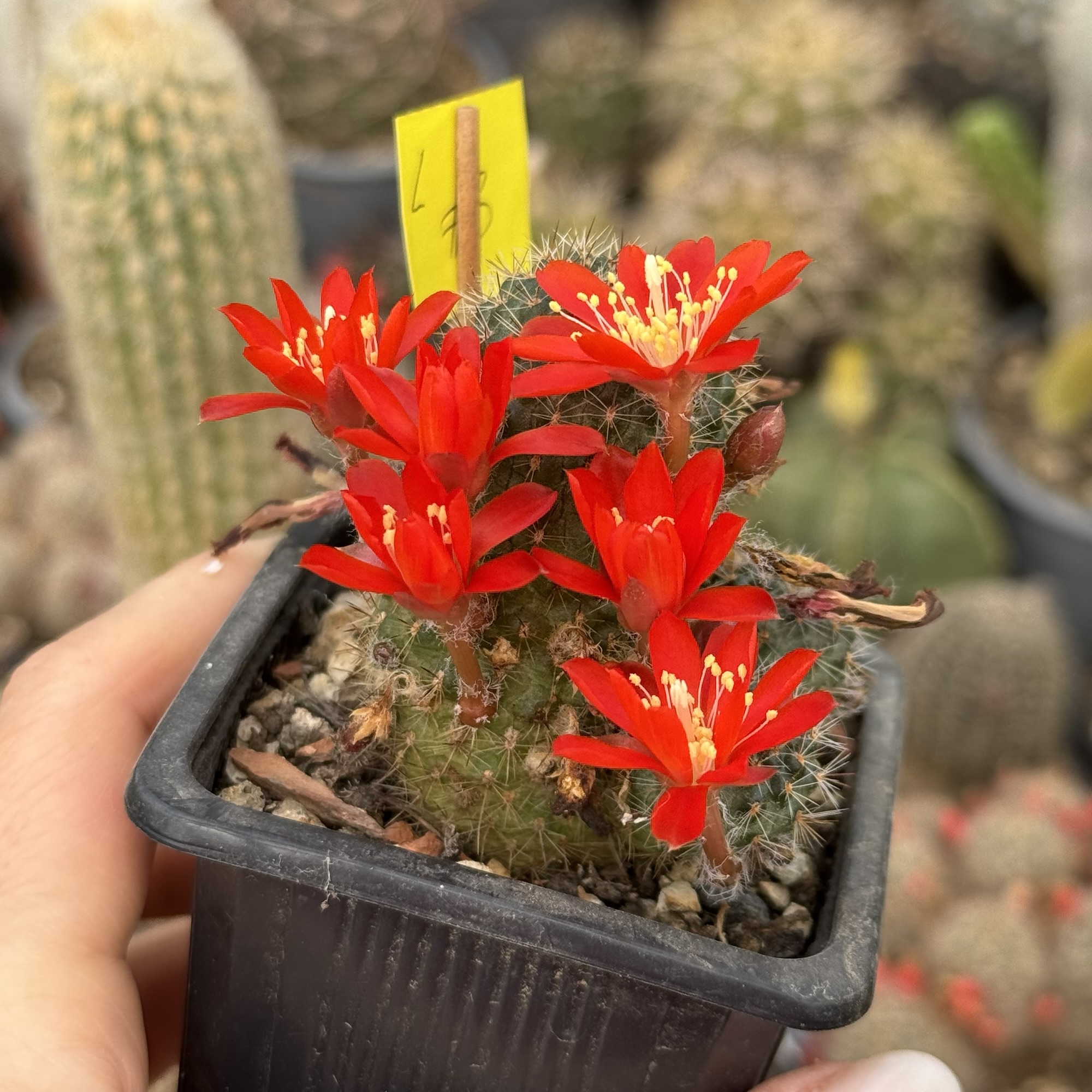 Aylostera cayasensis cactus - imagine 2