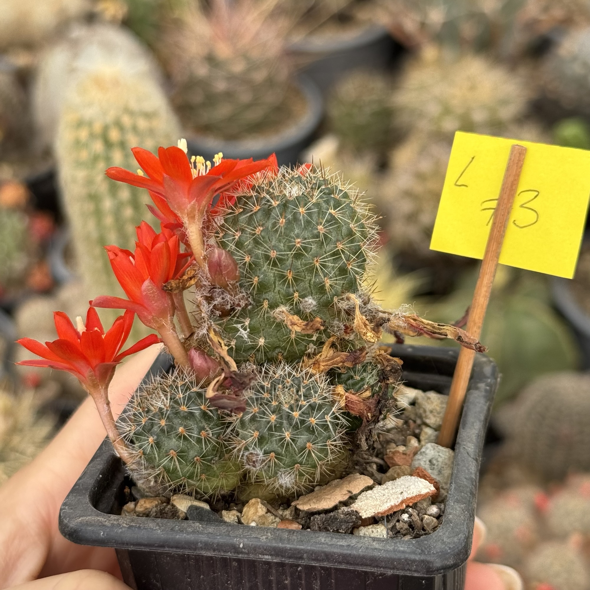 Aylostera cayasensis cactus - imagine 3