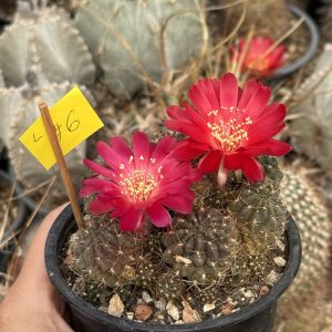 Lobivia cactus