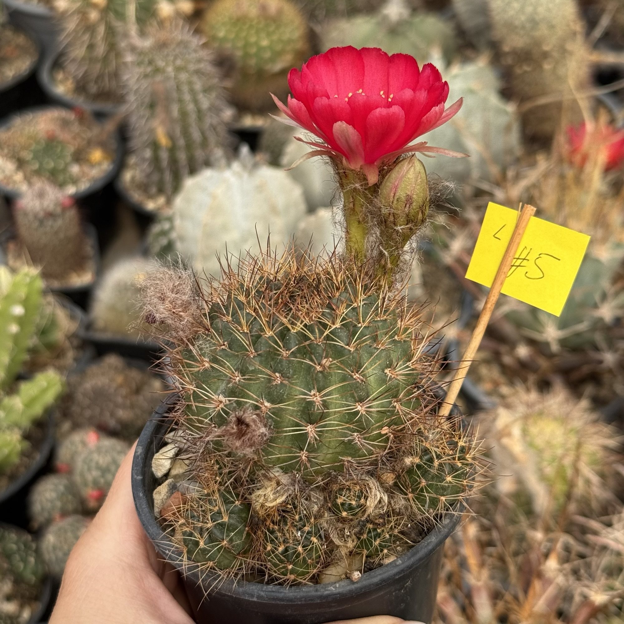 Lobivia cactus - imagine 2