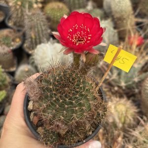 Lobivia cactus