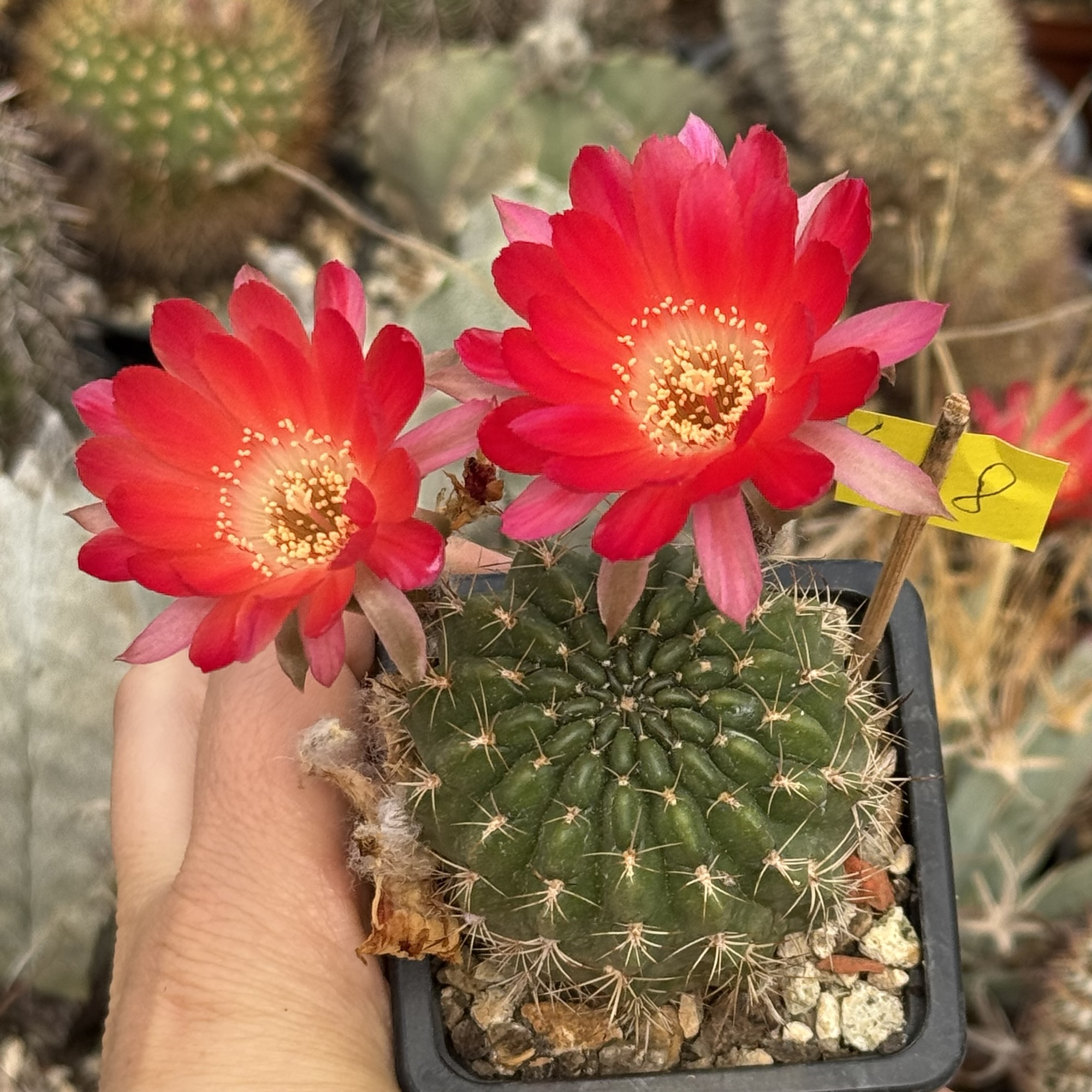 Lobivia cactus - globular si individual - imagine 3