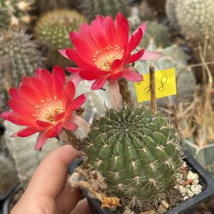 Lobivia cactus - globular si individual