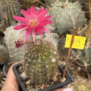 Lobivia cactus globular variegat