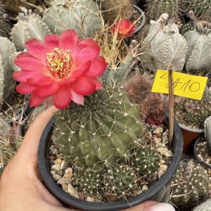 Lobivia cactus
