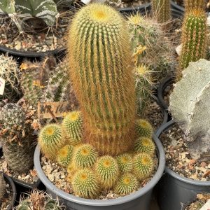 Eriocactus leninghausii cactus