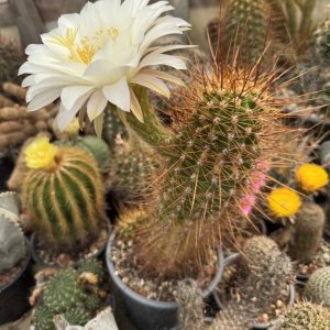 Soehrensia candicans – cactus cu flori albe mari