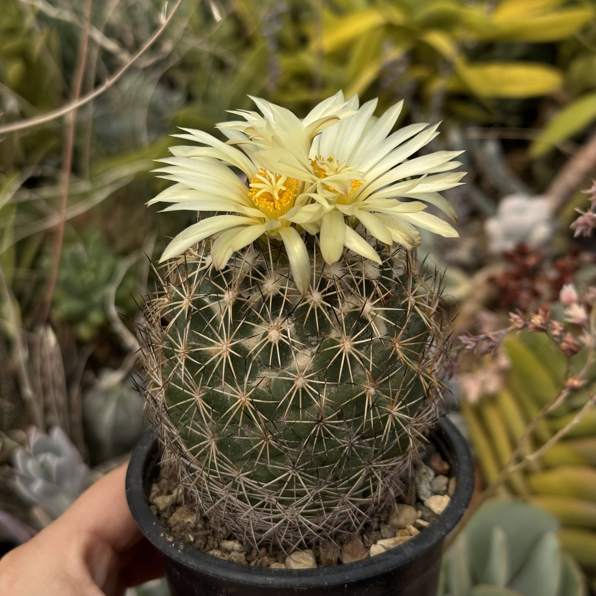 Coryphantha - cactus matur