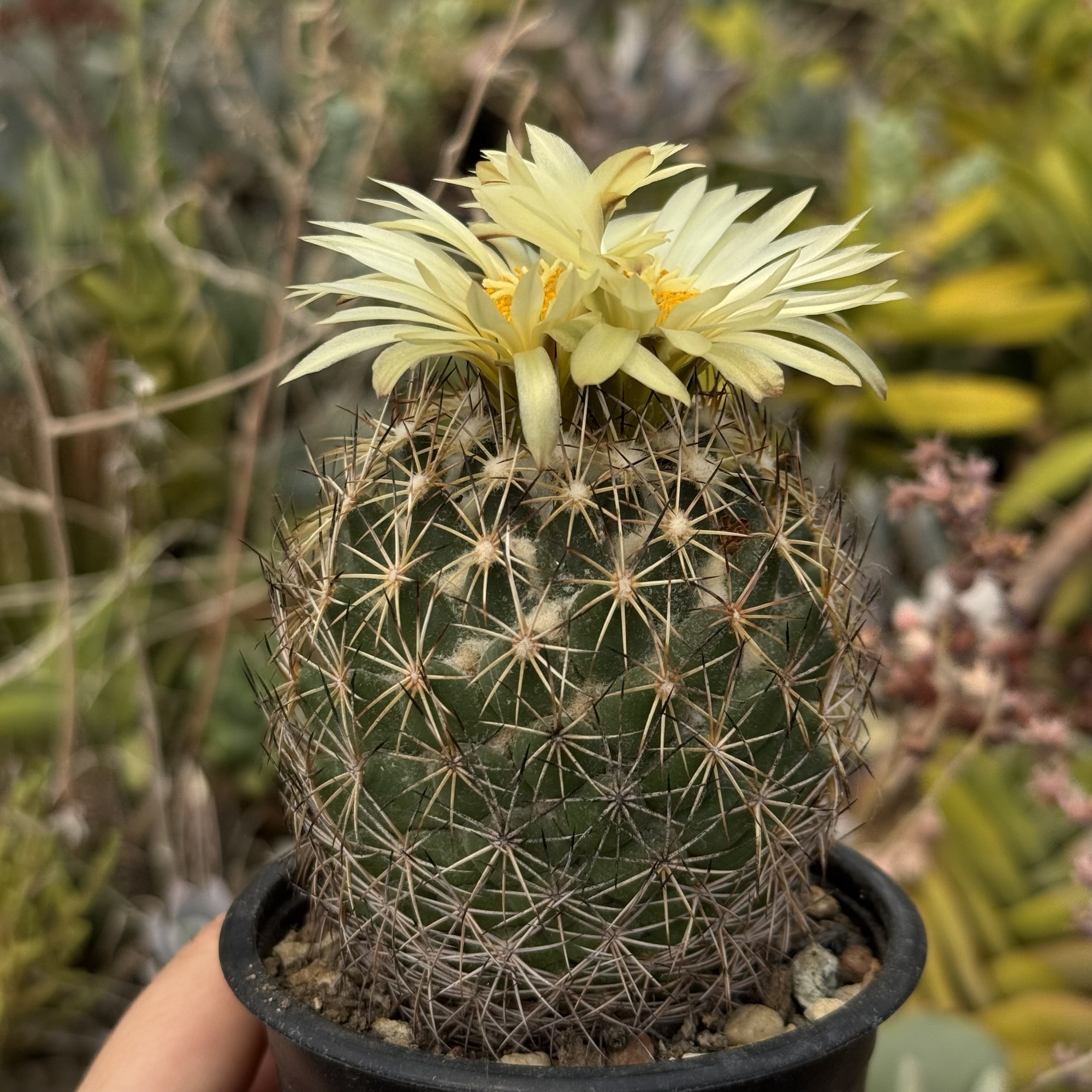 Coryphantha - cactus matur - imagine 2