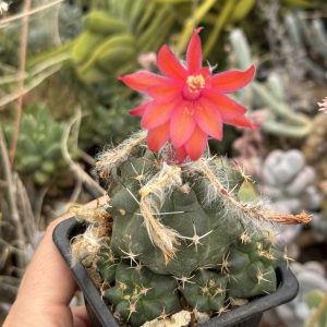 Submatucana paucicostata