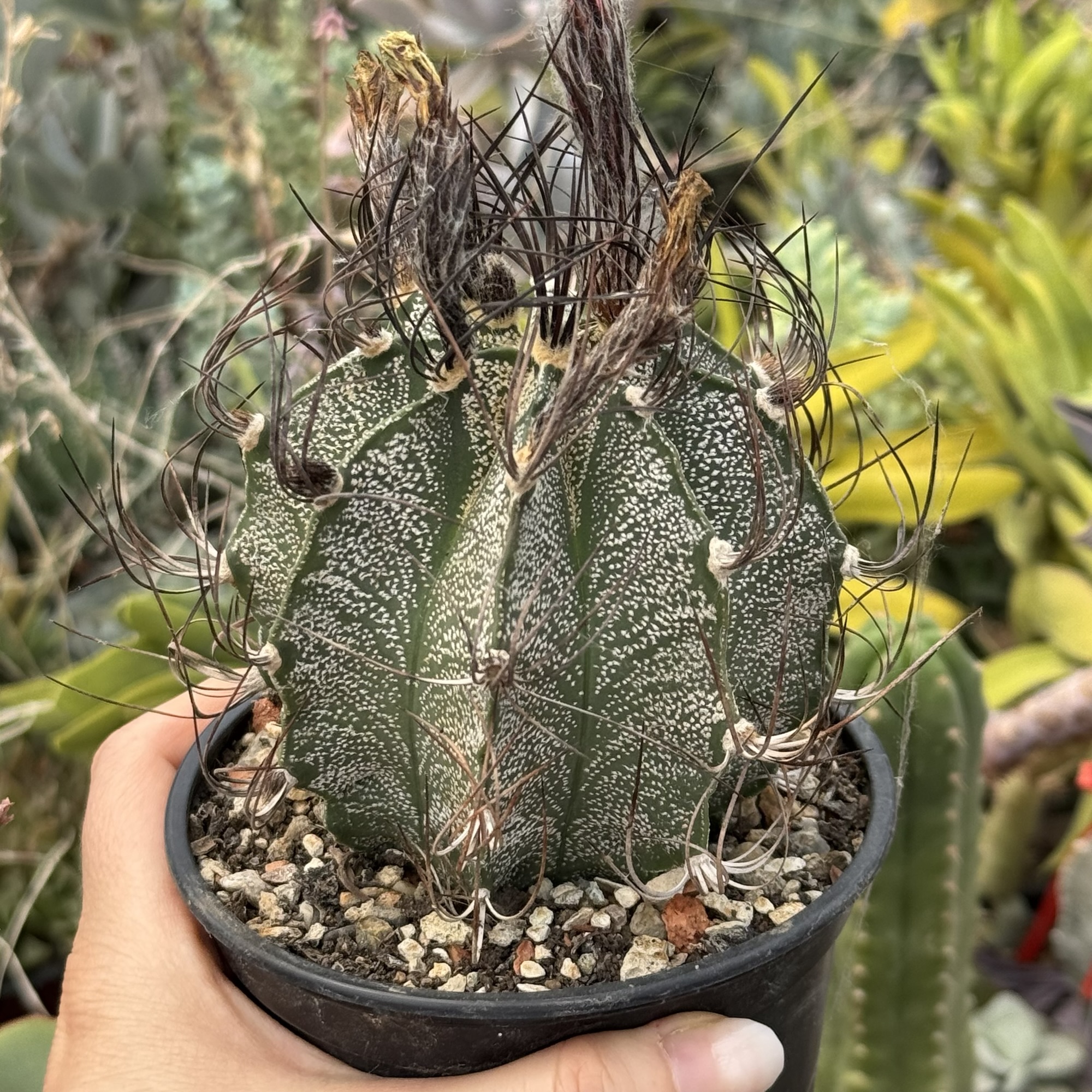 Astrophytum capricorne cactus