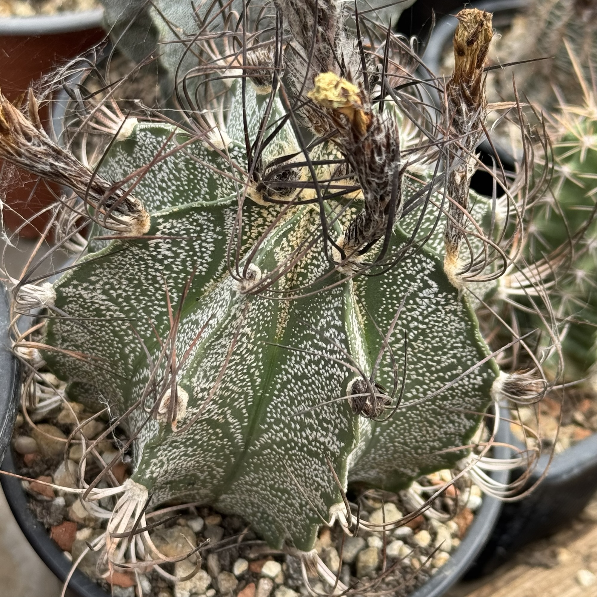 Astrophytum capricorne cactus - imagine 6