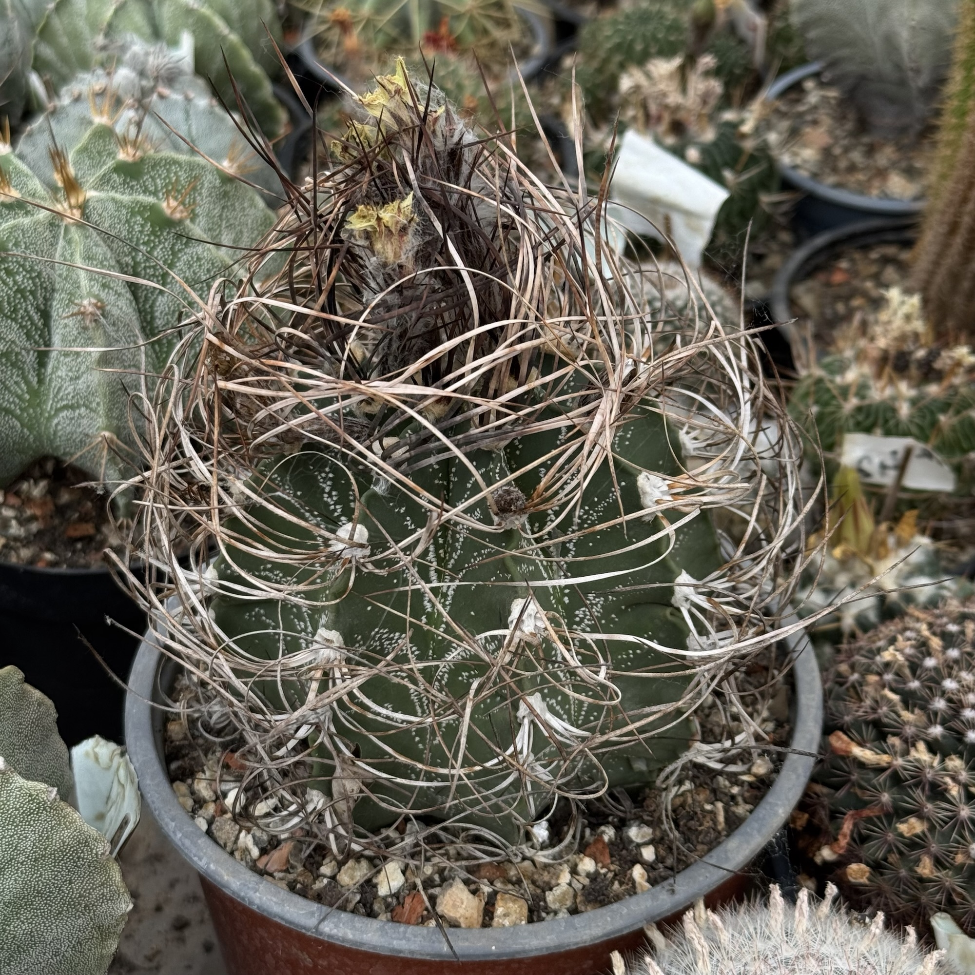 Astrophytum senile-capricorne hibrid, exemplar de 30 de ani