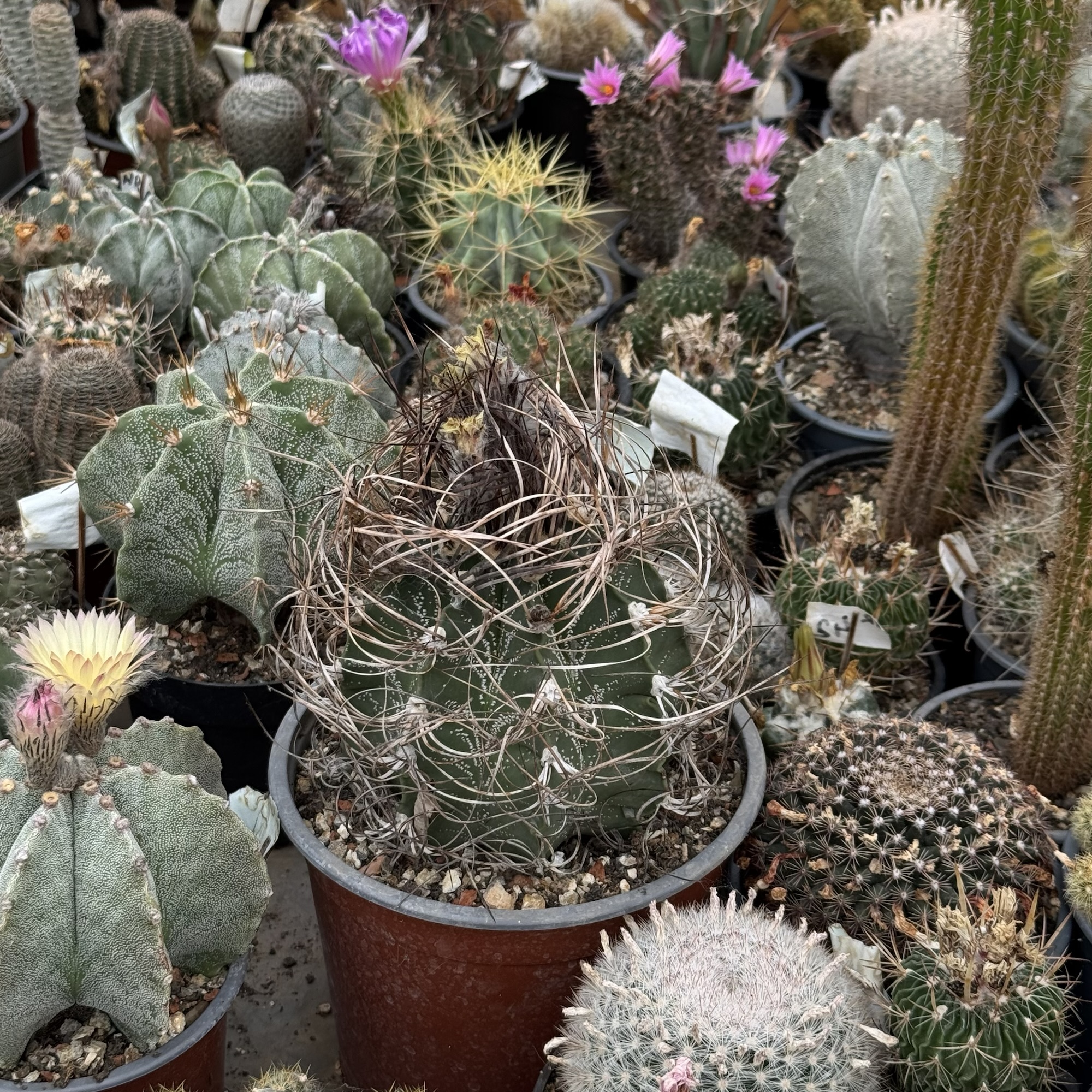 Astrophytum senile-capricorne hibrid, exemplar de 30 de ani - imagine 6