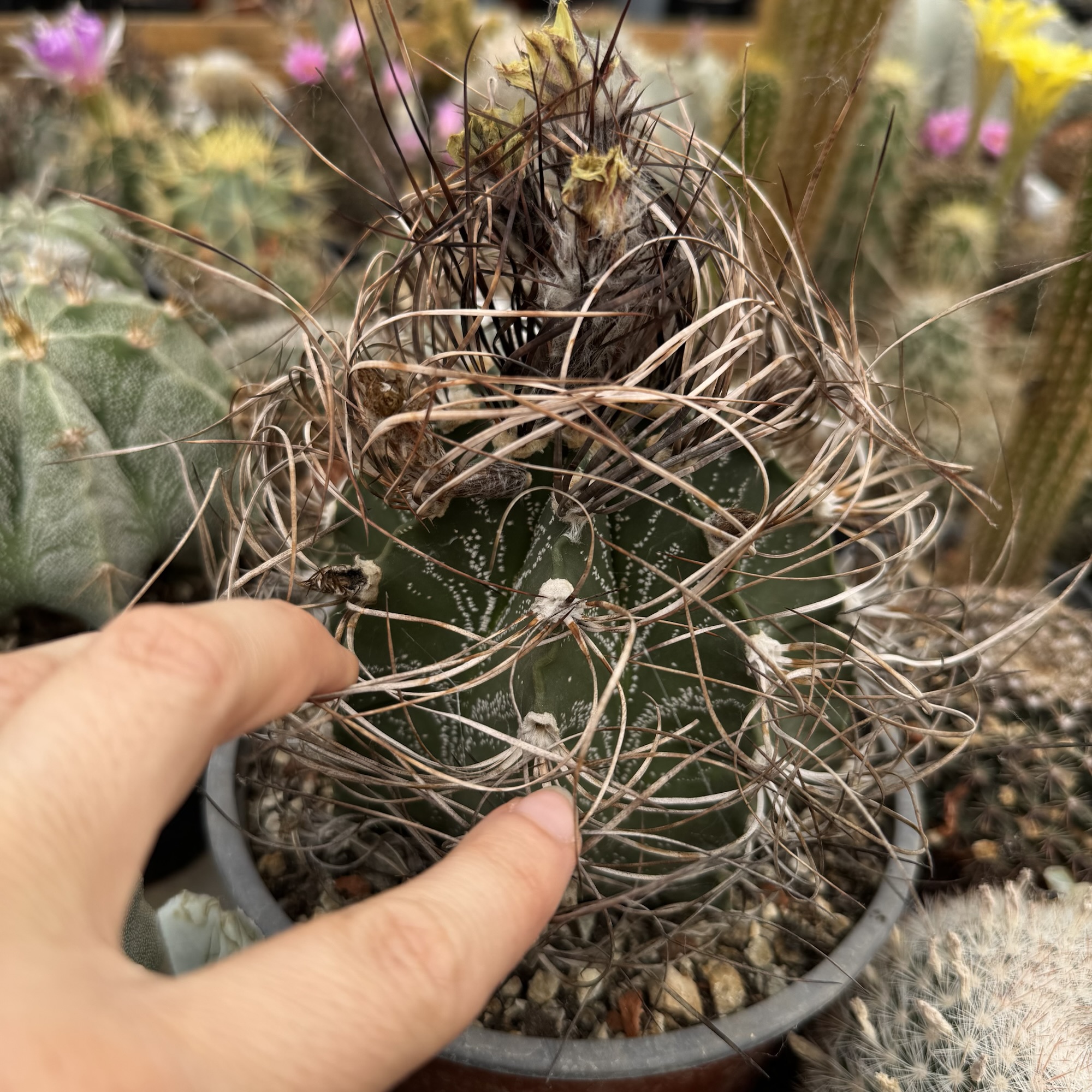 Astrophytum senile-capricorne hibrid, exemplar de 30 de ani - imagine 7