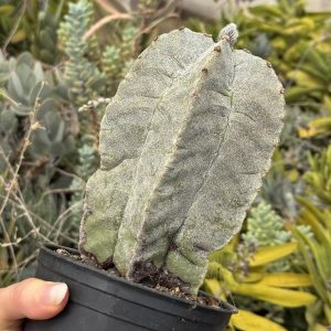 Astrophytum miriostygma