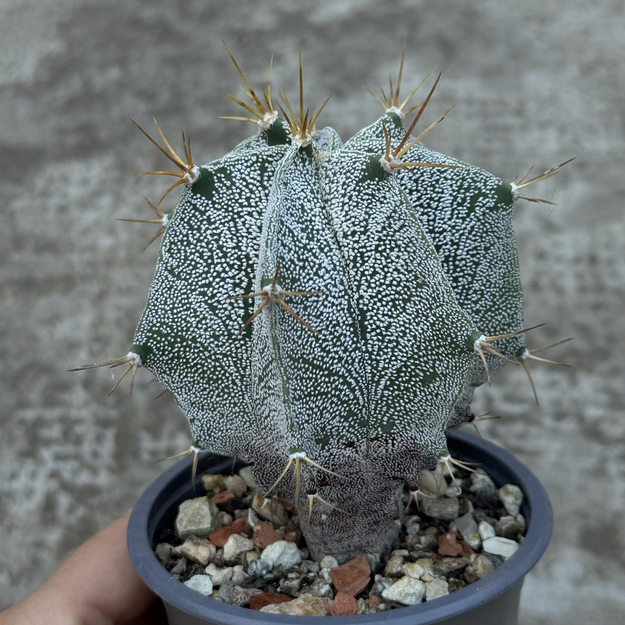 Astrophytum ornatum – hibrid - imagine 2